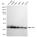 LifeSab™ KD-Validated Cdk4 Rabbit mAb (20 μl)