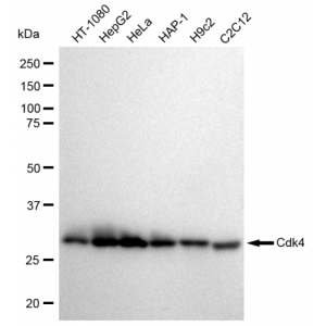 LifeSab™ KD-Validated Cdk4 Rabbit mAb (20 μl)