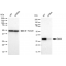 LifeSab™ KD-Validated Cdk4 Rabbit mAb (20 μl)