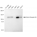 LifeSab™ KD-Validated EphB4 Rabbit mAb (20 μl)