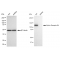 LifeSab™ KD-Validated EphB4 Rabbit mAb (20 μl)