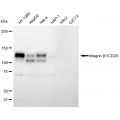 LifeSab™ KD-Validated CD29 Rabbit mAb (20 μl)