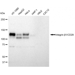 LifeSab™ KD-Validated CD29 Rabbit mAb (20 μl)