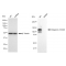 LifeSab™ KD-Validated CD29 Rabbit mAb (20 μl)