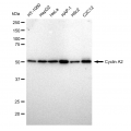 LifeSab™ KD-Validated CCNA Rabbit mAb (20 μl)