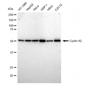 LifeSab™ KD-Validated CCNA Rabbit mAb (20 μl)