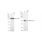 LifeSab™ KD-Validated CCNA Rabbit mAb (20 μl)