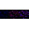 LifeSab™ KD-Validated MCM7 Rabbit mAb (20 μl)