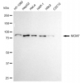 LifeSab™ KD-Validated MCM7 Rabbit mAb (20 μl)