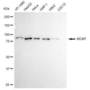 LifeSab™ KD-Validated MCM7 Rabbit mAb (20 μl)