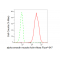 LifeSab™ KD-Validated ACTSA Rabbit mAb (20 μl)