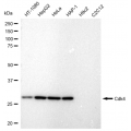 LifeSab™ KD-Validated Cdk4 Rabbit mAb (20 μl)