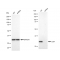 LifeSab™ KD-Validated Cdk4 Rabbit mAb (20 μl)