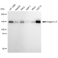 LifeSab™ KD-Validated CD49e Rabbit mAb (20 μl)