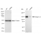 LifeSab™ KD-Validated CD49e Rabbit mAb (20 μl)