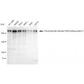 LifeSab™ KD-Validated ZFH Rabbit mAb (20 μl)