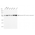 LifeSab™ KD-Validated EIF2C Rabbit mAb (20 μl)