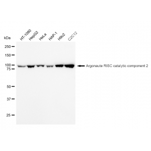 LifeSab™ KD-Validated EIF2C Rabbit mAb (20 μl)