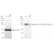 LifeSab™ KD-Validated EIF2C Rabbit mAb (20 μl)