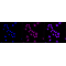 LifeSab™ KD-Validated GSK3A Rabbit mAb (20 μl)