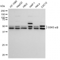 LifeSab™ KD-Validated GSK3A Rabbit mAb (20 μl)