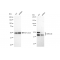 LifeSab™ KD-Validated GSK3A Rabbit mAb (20 μl)