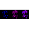 LifeSab™ KD-Validated Flotillin 1 Rabbit mAb (20 μl)