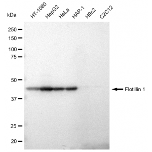 LifeSab™ KD-Validated Flotillin 1 Rabbit mAb (20 μl)