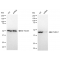 LifeSab™ KD-Validated Flotillin 1 Rabbit mAb (20 μl)