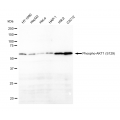 LifeSab™ KD-Validated Phospho-AKT1 (S129) Rabbit mAb (20 μl)