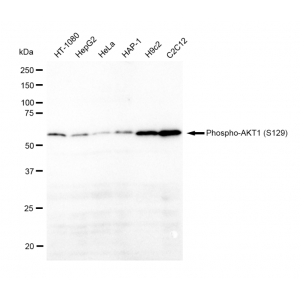 LifeSab™ KD-Validated Phospho-AKT1 (S129) Rabbit mAb (20 μl)