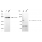 LifeSab™ KD-Validated Phospho-AKT1 (S129) Rabbit mAb (20 μl)