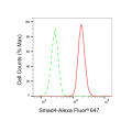 LifeSab™ KD-Validated Smad4 Rabbit mAb (20 μl)