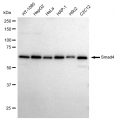 LifeSab™ KD-Validated Smad4 Rabbit mAb (20 μl)