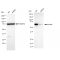 LifeSab™ KD-Validated Smad4 Rabbit mAb (20 μl)