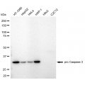 LifeSab™ KD-Validated CPP32B Rabbit mAb (20 μl)