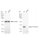 LifeSab™ KD-Validated CPP32B Rabbit mAb (20 μl)