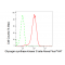 LifeSab™ KD-Validated GSK3B Rabbit mAb (20 μl)