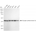 LifeSab™ KD-Validated GSK3B Rabbit mAb (20 μl)