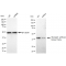 LifeSab™ KD-Validated GSK3B Rabbit mAb (20 μl)