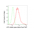 LifeSab™ KD-Validated ACL Rabbit mAb (20 μl)