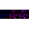 LifeSab™ KD-Validated ACL Rabbit mAb (20 μl)