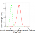 LifeSab™ KD-Validated VAMP2 Rabbit mAb (20 μl)