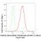 LifeSab™ KD-Validated VAMP2 Rabbit mAb (20 μl)