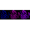 LifeSab™ KD-Validated VAMP2 Rabbit mAb (20 μl)