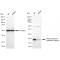 LifeSab™ KD-Validated VAMP2 Rabbit mAb (20 μl)