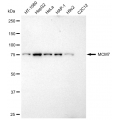 LifeSab™ KD-Validated MCM7 Rabbit mAb (20 μl)