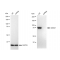 LifeSab™ KD-Validated MCM7 Rabbit mAb (20 μl)