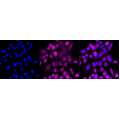 LifeSab™ KD-Validated PRKRA Rabbit mAb (20 μl)