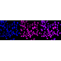 LifeSab™ KD-Validated ZFH Rabbit mAb (20 μl)